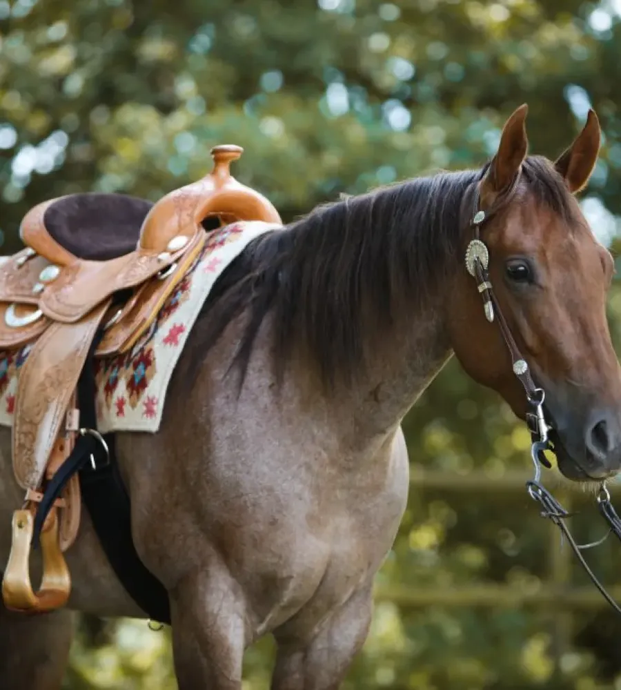 Roan-Pferd mit hellem Westernsattel und Pad