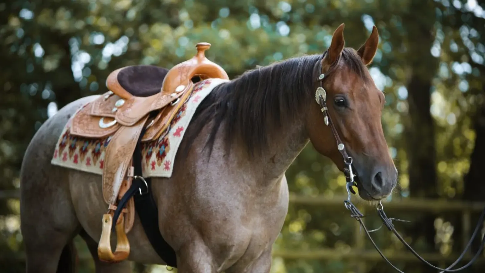 Roan-Pferd mit hellem Westernsattel und Pad
