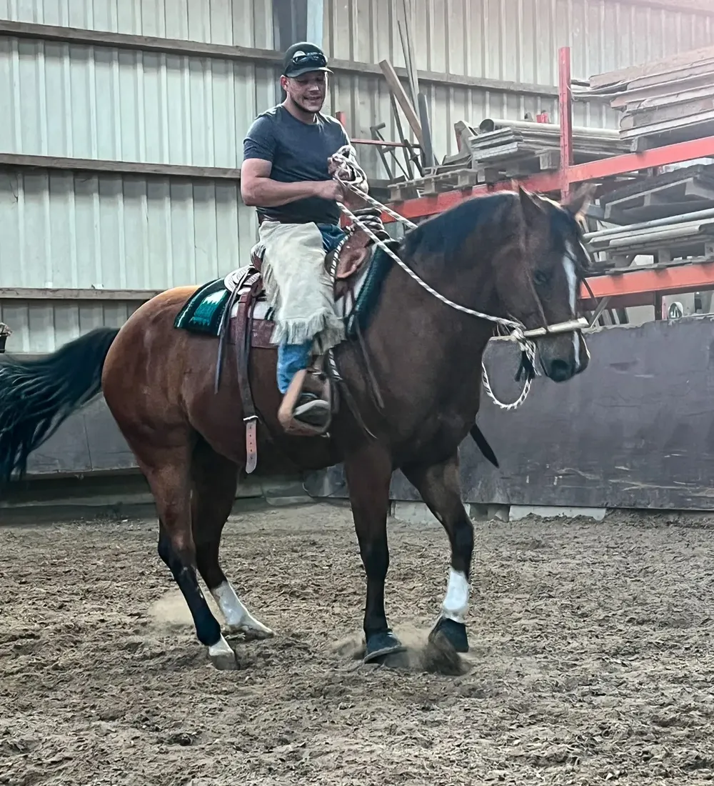 Junges Pferd beim Training in der Halle
